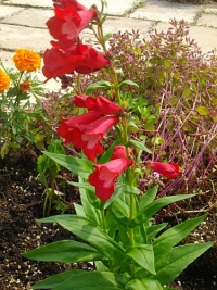 Penstemon-1.jpg