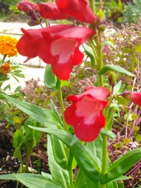 Penstemon-2.jpg