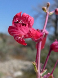 Penstemon.jpg