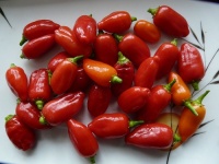 Piment aji benito.jpg