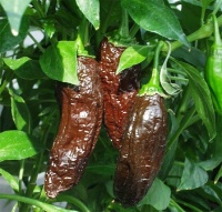 Piment aji panca.jpg