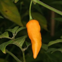 Piment carmine( pi215731).jpg