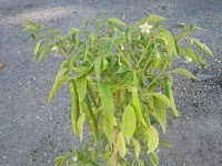 Piment chile de arbol-1.jpg