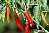 Piment chile de arbol-2.jpg