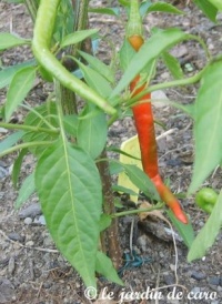 Piment chile de arbol.jpg