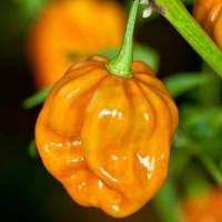 Piment habanero mustard-1.jpg