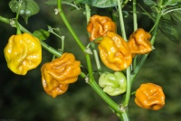 Piment habanero mustard-2.jpg