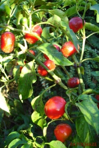 Piment hot cherry-1.jpg