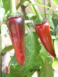 Piment hungarian black.jpg