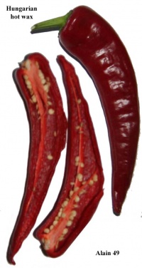 Piment hungarian hot wax.jpg