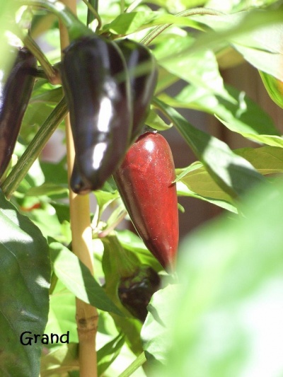 Piment jalapeno purple semeur