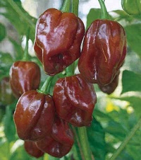 Piment jamaïcan hot chocolote.jpg