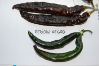 Piment mexican negro-2.jpg