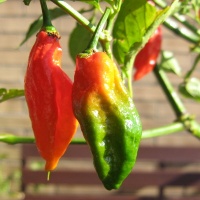 Piment naga morich.jpg