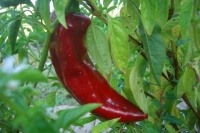 Piment nocera rouge.jpg