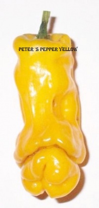 Piment peter pepper yellow-1.jpg