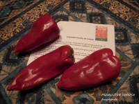 Piment piquillo-1.jpg