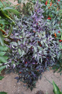 Piment pretty purple.jpg