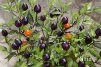 Piment purple delight-1.jpg