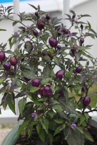 Piment purple delight-2.jpg