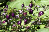 Piment purple delight.jpg