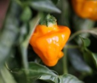 Piment scotch bonnet orange.jpg