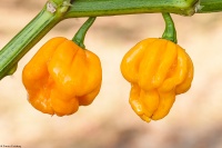 Piment scotch bonnet yellow-1.jpg