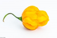 Piment scotch bonnet yellow-2.jpg