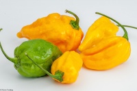 Piment scotch bonnet yellow.jpg