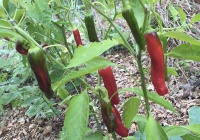 Piment shishito-1.jpg