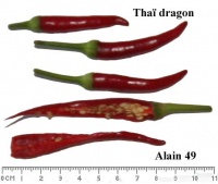 Piment thaï dragon.jpg