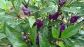 Piment violet.jpg