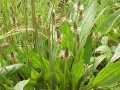 Plantain lanceole.jpg