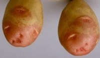 Pomme de terre Oeil de Perdrix.jpg