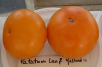 Potato Leaf Yellow-1.jpg
