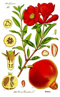 Punica granatum.jpg