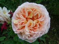 Rosa Abraham Darby-1.jpg