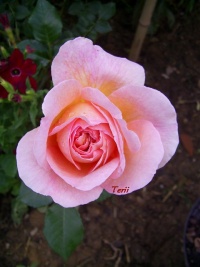 Rosa Abraham Darby.jpg