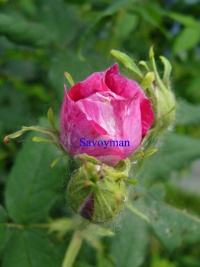 Rosa Commandant Beaurepaire.jpg