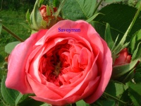 Rosa Comte de Chambord.jpg