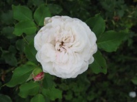 Rose boule de neige-1.jpg