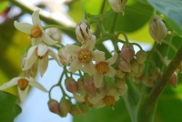 SOLANUM cyphomandra betacea-1.jpg