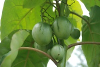 SOLANUM cyphomandra betacea-2.jpg