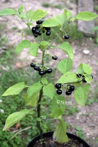 SOLANUM morelle ogomo-1.jpg