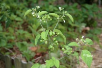 SOLANUM morelle ogomo.jpg