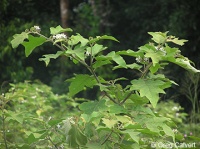 SOLANUM torvum-1.jpg