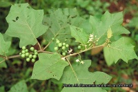 SOLANUM torvum.jpg