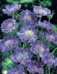 Scabiosa caucasica "Perfecta".jpg