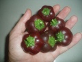 Sweet Chocolate Pepper-1.jpg