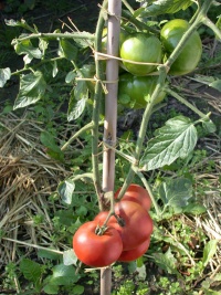 Tomate Marmande RAF.jpg